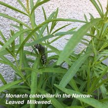 Load image into Gallery viewer, First year planting of Narrow-Leaved Milkweed with a Monarch caterpillar on the plants. Asclepias fascicularis grown from Stover seed.
