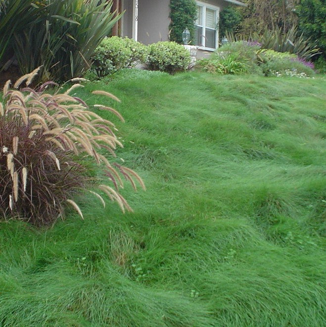Photo of unmoved mounding plant habit of Celestial Strong Creeping Red Fescue in a front yard.