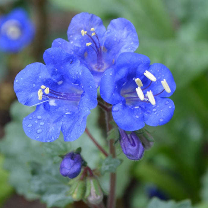 Closeup of wildflowers Desert Bluebell & California Bluebell.