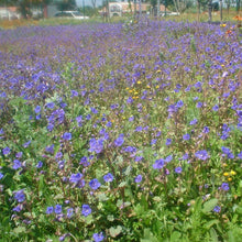 Load image into Gallery viewer, Desert Bluebells also known as California Bluebells (Phacelia campanularia) mass planting of these wildflowers.
