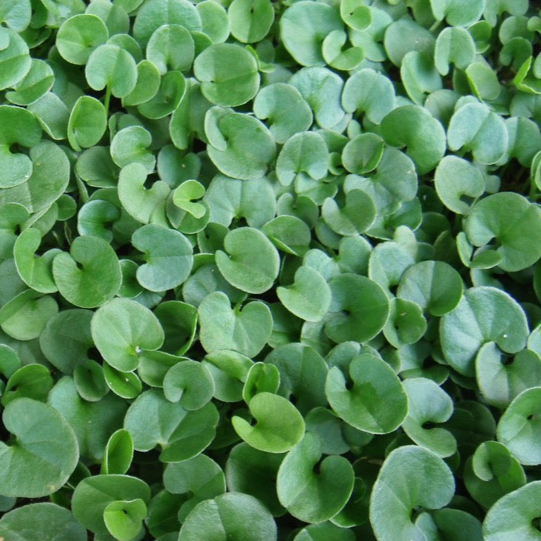 planting dichondra seeds Dichondra (Dichondra repens)