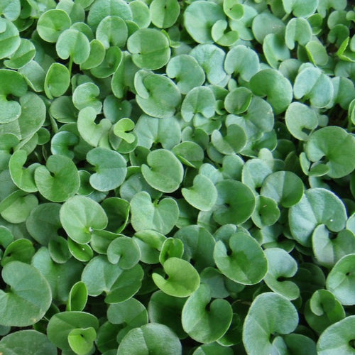 Dichondra close up of leaves.