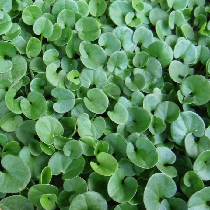 Dichondra close up of leaves.