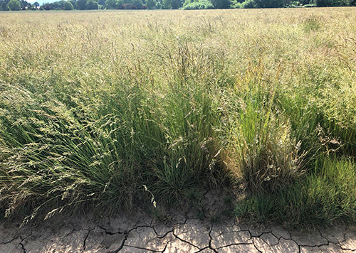 Photo of Three Week Fescue