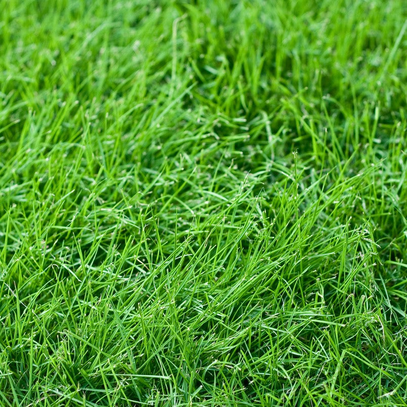 ▷ Static Grass Flock 2-3mm - Brown Moor Grass - 200 ml