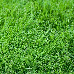 SHADY LAWN Grass Seed Mixture (Cool Season Zones 1-3)