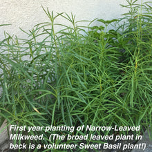 Load image into Gallery viewer, First year planting of Narrow-Leaved Milkweed (Asclepias fascicularis) grown from Stover seed.
