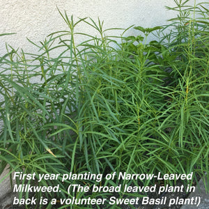 First year planting of Narrow-Leaved Milkweed (Asclepias fascicularis) grown from Stover seed.