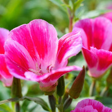 Load image into Gallery viewer, Godetia / Farewell-to-Spring Clarkia amoena) flowers.
