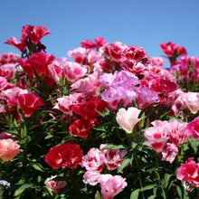 Load image into Gallery viewer, Godetia / Farewell-to-Spring (Clarkia amoena) cluster with blue sky beyond the wildflowers.
