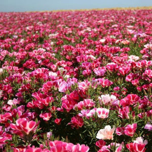 Godetia / Farewell-to-Spring (Clarkia amoena) wildflower seed production field.