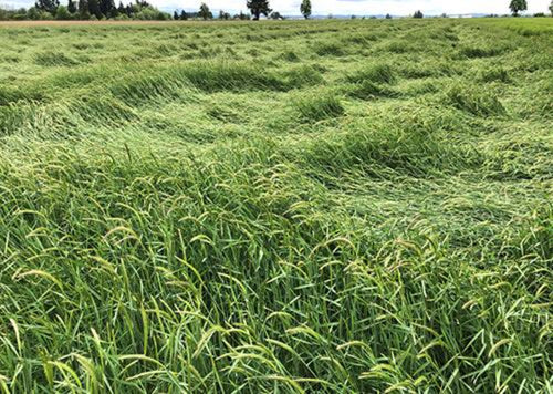 A large field of California Barley (Hordeum californicum prostrate)