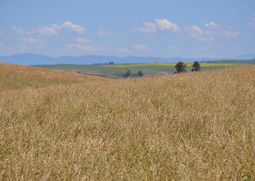 Rolling hill of  Idaho Fescue