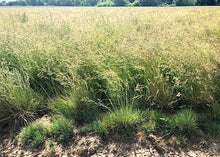 Load image into Gallery viewer, Closeup of Idaho Fescue (Festuca idahoensis) perennial bunchgrass.
