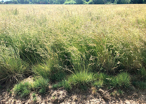 Closeup of Idaho Fescue (Festuca idahoensis) perennial bunchgrass.
