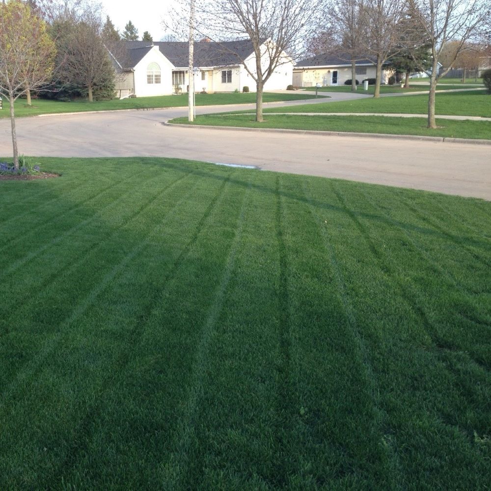 planting kentucky bluegrass seed BEWITCHED Kentucky Bluegrass Seed, Platinum Quality™ (Cool Season Zones 1-3)