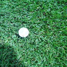 Load image into Gallery viewer, Kentucky bluegrass closeup with a penny for size.
