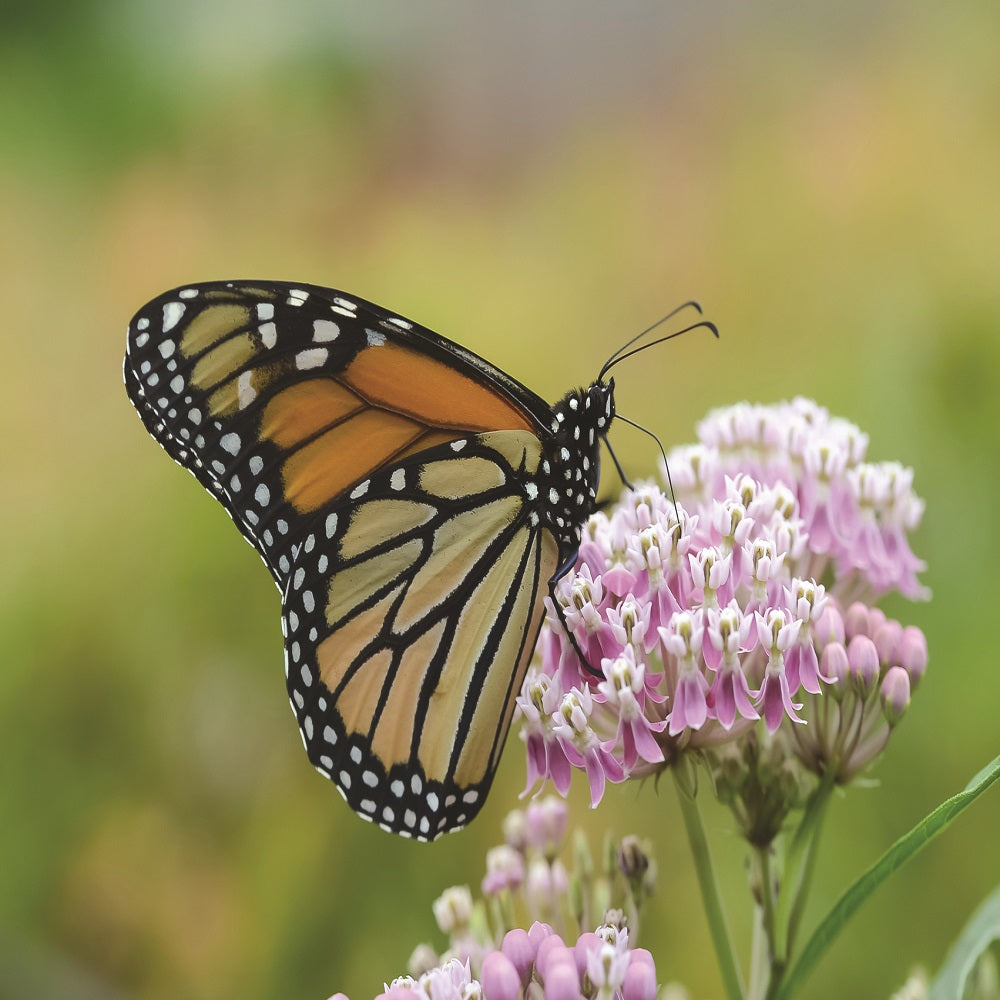 Monarch Butterfly on a Narrow-Leaved Milkweed flower (Asclepias fascicularis).