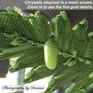 This is a Monarch butterfly chrysalis attached to a mess screen. In time, a butterfly will emerge.