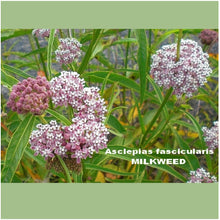 Load image into Gallery viewer, Narrow-leaved milkweed flowering plants in a garden. Its scientific name is Asclepias fascicularis.
