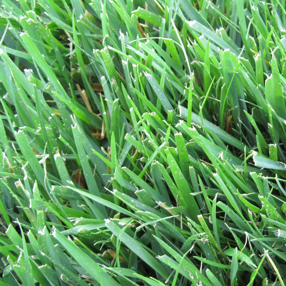 Tall Fescue Grass