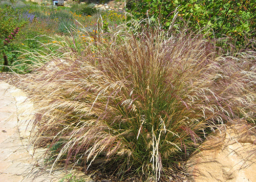 Photo of Nodding Stipa