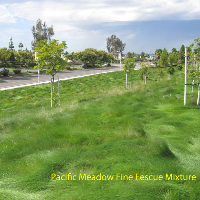 Pacific Meadow Fine Fescue Mixture in a landscape / park setting.