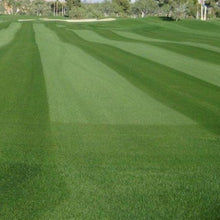 Load image into Gallery viewer, PANGEA GLR / Turf-Type Perennial Ryegrass / Platinum Quality™ (Cool Season Zones 1-5)
