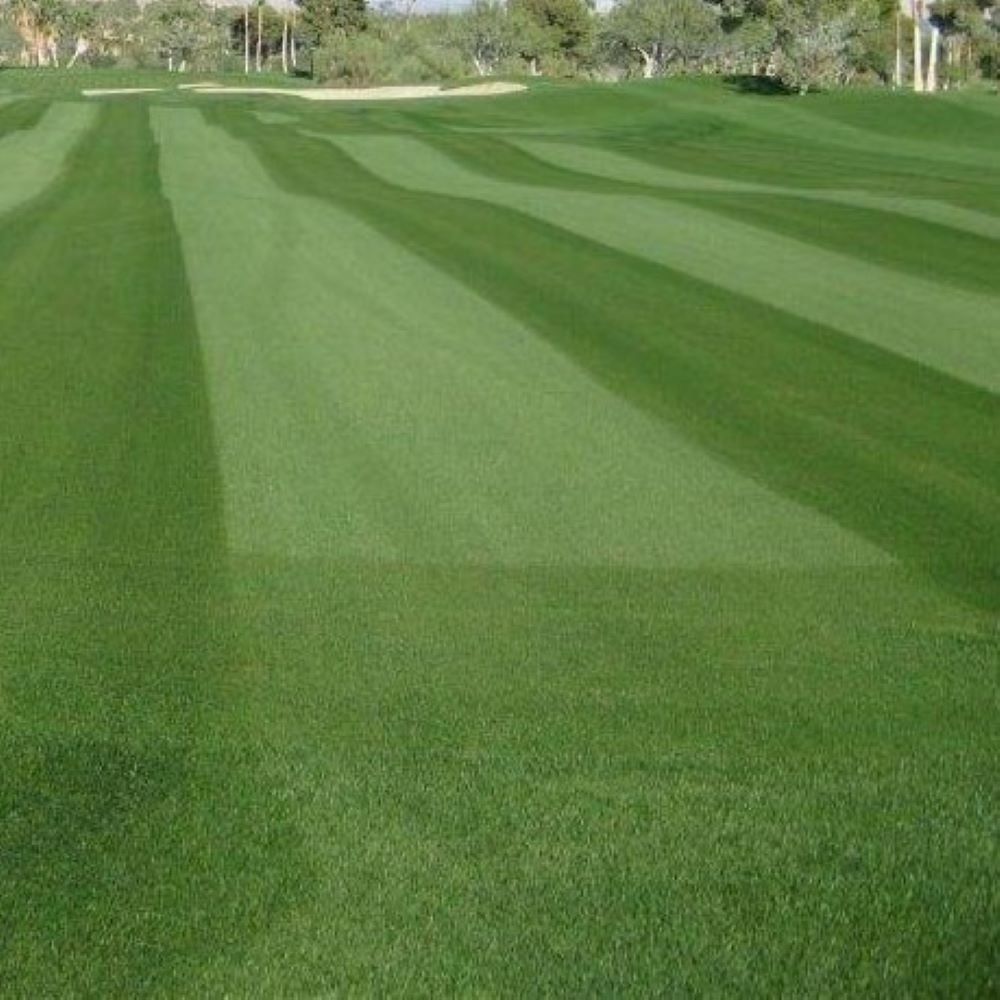 Pangea GLR / Turf-Type Perennial Ryegrass / Platinum Quality