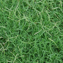 best bermuda grass seed lowes ROYAL TXD Improved Bermuda Grass Seed Blend