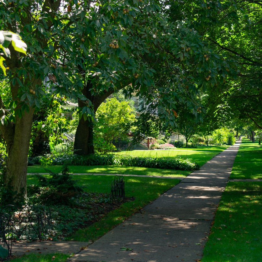 planting shade grass seed SHADY LAWN Grass Seed Mixture (Cool Season Zones 1-3)