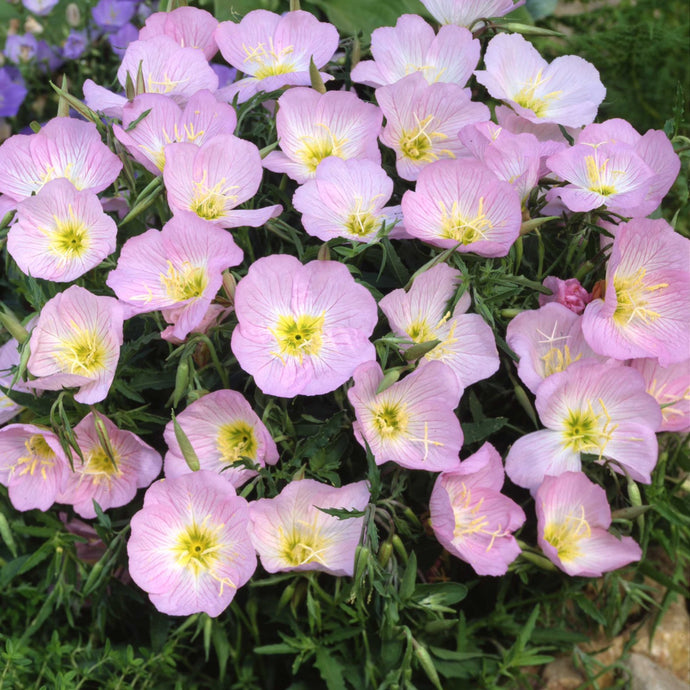 A single plant of wildflower Showy Evening Primrose (Oenothera speciosa).
