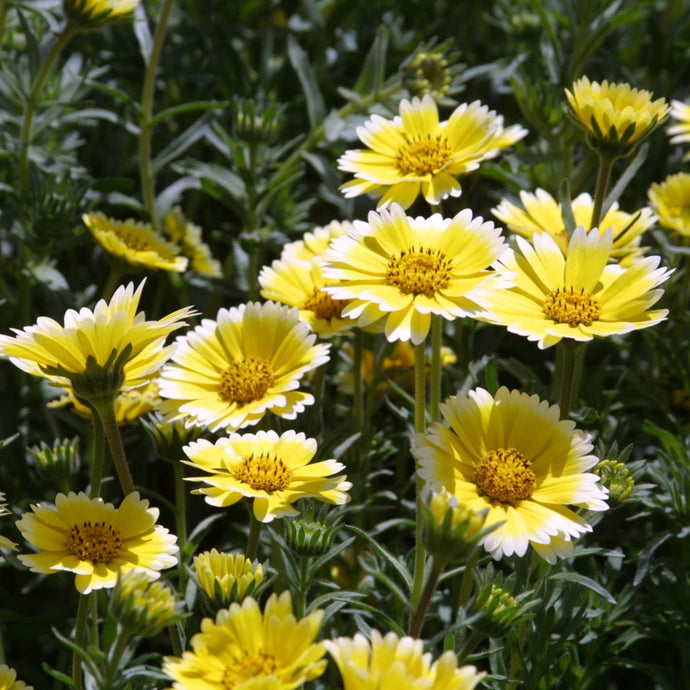 Tidy Tips (Layia platyglossa) a cluster of these bright yellow and white wildflowers.