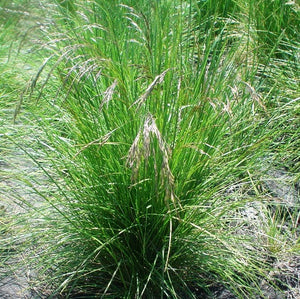 Photo of Tufted Hairgrass