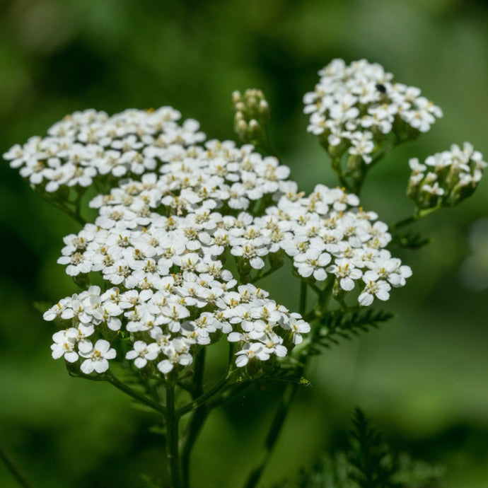 White Yarrow (Achillea millefolium) closeup of this wildflower.