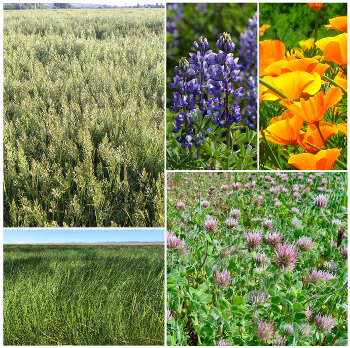 Photo of components in Wildfire Seed Mix #1