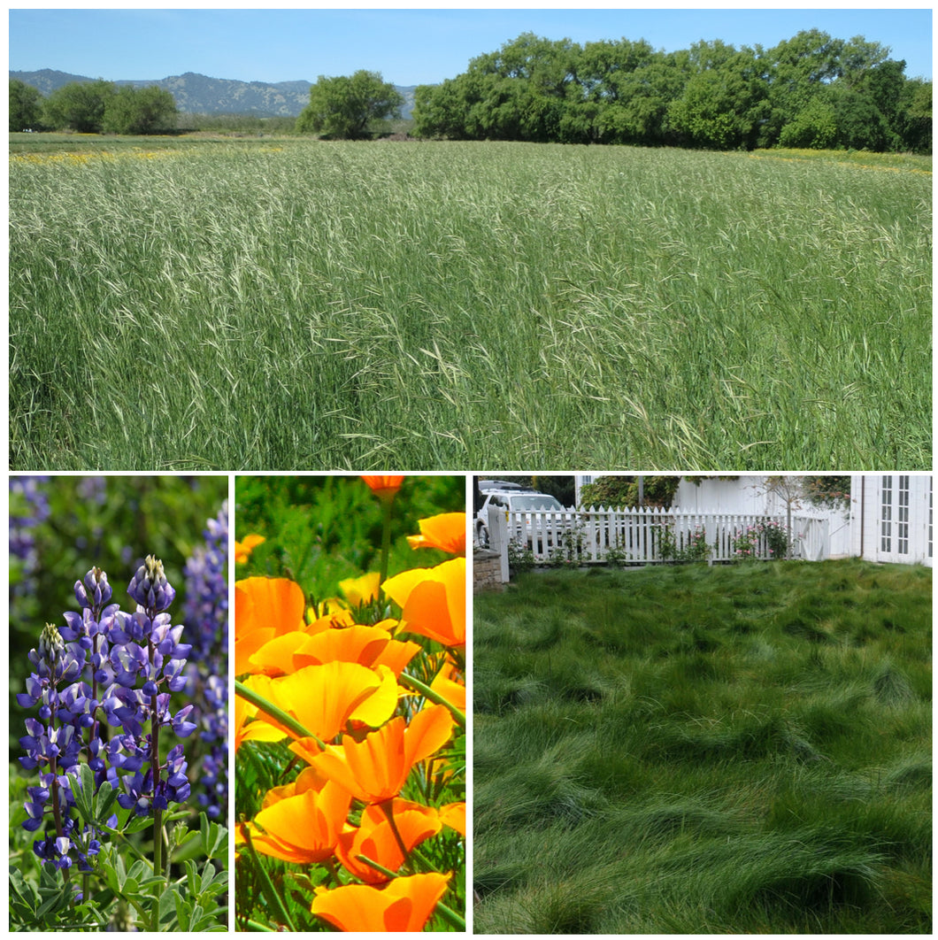 flower lawn seed mix Wildfire Seed Mix #2
