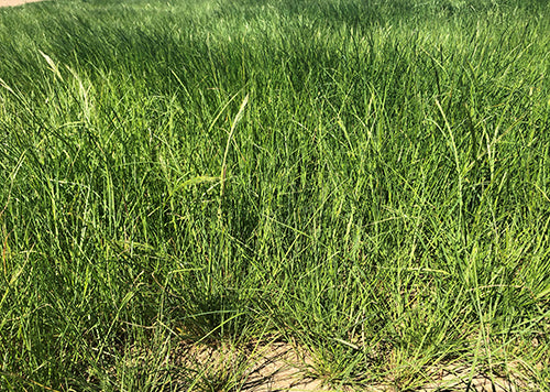 Photo of Zorro Fescue