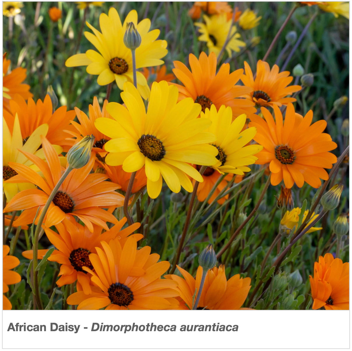 wildflower seeds for rocky soil Rocky Mountain Wiildflower Mix