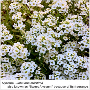 Fragrant and low growing, Sweet Alyssum is a joy in any garden.
