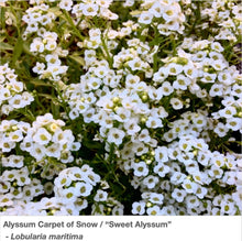 Load image into Gallery viewer, Closeup of Alyssum Carpet of Snow, also known at Sweet Alyssum for it&#39;s lovely fragrance.
