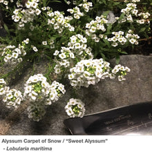 Load image into Gallery viewer, Sweet Alyssum, whose botanical name is Lobelia maritima, is in full flower as it spreads across a rock wall .
