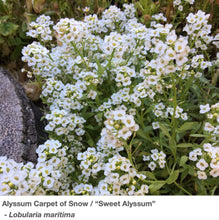 Load image into Gallery viewer, A blazing white display of Sweet Alyssum Carpet of Snow in full bloom in the garden.
