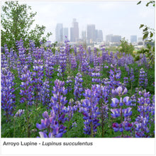 Load image into Gallery viewer, Beautiful planting of Arroyo Lupine (Lupinus succulentus) with downtown Los Angeles in the background.
