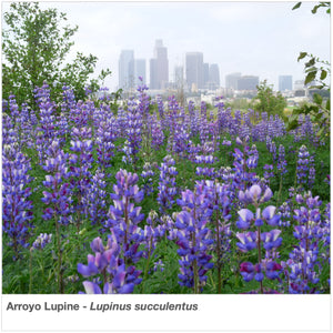 Beautiful planting of Arroyo Lupine (Lupinus succulentus) with downtown Los Angeles in the background.