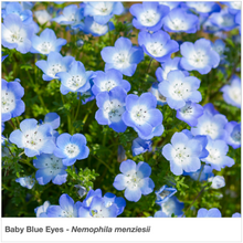 Load image into Gallery viewer, Closeup of the wildflower &quot;Baby Blue Eyes&quot; (Nemophila menziesii).
