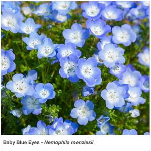 Closeup of the wildflower "Baby Blue Eyes" (Nemophila menziesii).