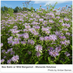 Intermountain West Native Pollinator Wildflower Mixture
