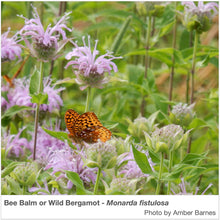 Load image into Gallery viewer, Midwest Native Pollinator Wildflower Mixture
