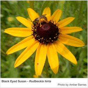 Closeup of a Black Eyed Susan plant with a pollinator on it. The flower's Latin name is Rudbeckia hirta.